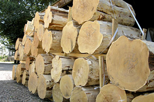 AKACIE paele4 - Pæle, Naturstokke, Rundtræ - Akacie